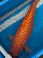 Red konake karashigoi koi 85 cm en 6 jaar oud., Karper of Koi