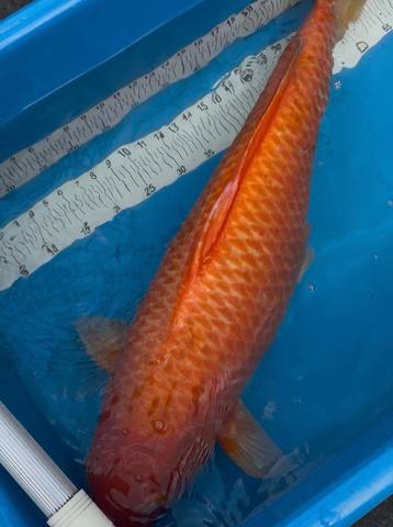 Red konake karashigoi koi 85 cm en 6 jaar oud. beschikbaar voor biedingen