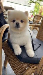 Pomeriaan Reutje, 3 jaar Gecastreerd, Dieren en Toebehoren, Honden | Poolhonden, Keeshonden en Oertypen, Particulier, Keeshond
