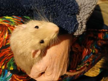 Knaagdieren opvang hamster Rat cavia konijn muis beschikbaar voor biedingen