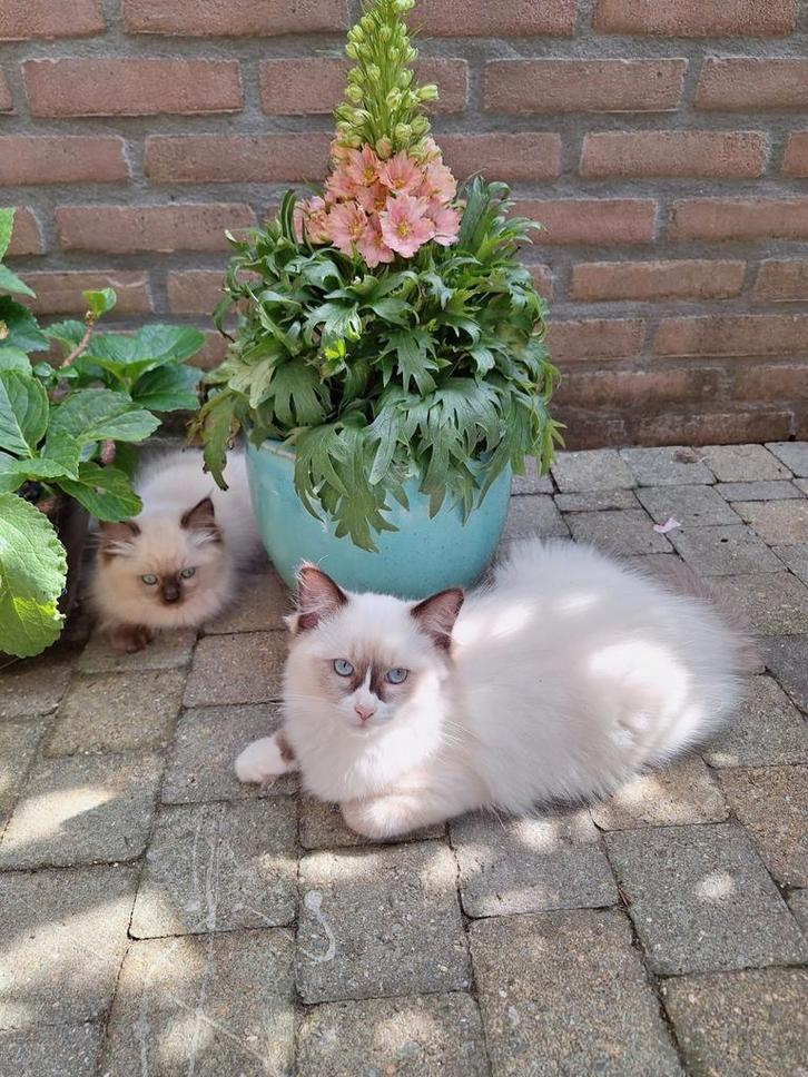 Ragdoll kittens gecertificeerde cattery Sourssi, Dieren en Toebehoren, Katten en Kittens | Raskatten | Langhaar, Meerdere dieren