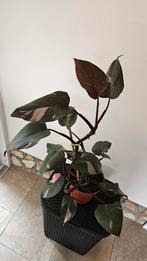 Philodendron Pink Princess, Ophalen, Overige soorten, Halfschaduw, In pot