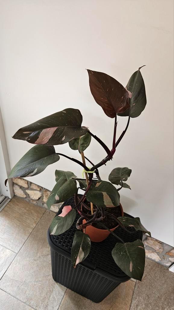 Philodendron Pink Princess, Huis en Inrichting, Kamerplanten, Overige soorten, Minder dan 100 cm, Groene kamerplant, Halfschaduw
