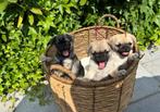 Twee schattige pupjes – 8 weken oud – mops x pomeriaan mix, Overige rassen, 8 tot 15 weken, CDV (hondenziekte), Meerdere