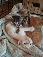 Nog 2 Kittens te koop, Meerdere dieren, Kortharig, 0 tot 2 jaar