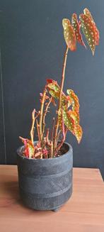 Witstip begonia, Ophalen