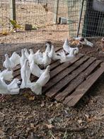 Pauwstaart duiven, Dieren en Toebehoren, Meerdere dieren, Overige soorten