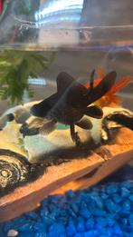 Gratis: goudvis en telescoopvis – afhalen in Deventer, Dieren en Toebehoren, Vis, Zoetwatervis, Schoolvis