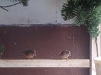Tekoop, Meerdere dieren, Wildzangvogel, Geringd