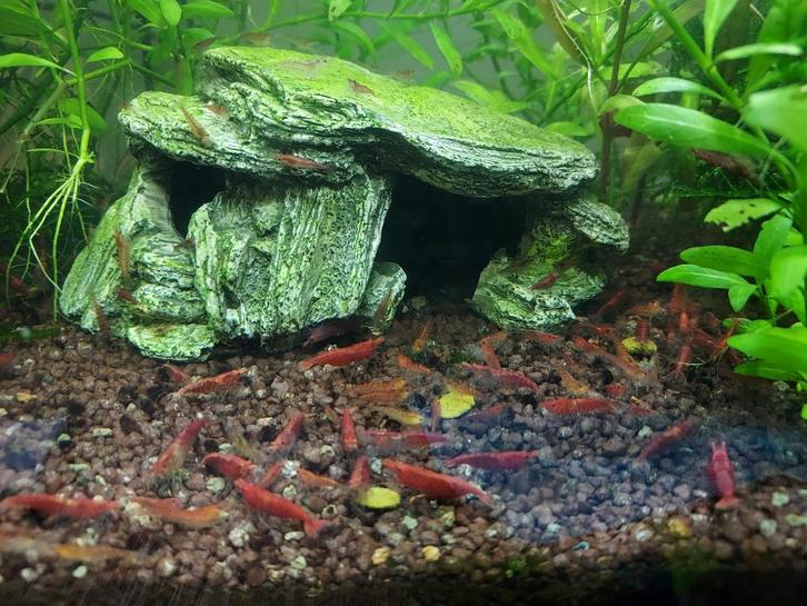 Rode garnalen, Dieren en Toebehoren, Vissen | Aquariumvissen, Zoetwatervis, Kreeft, Krab of Garnaal, Schoolvis