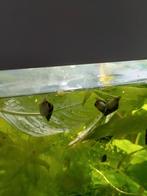 Slaketende slakken, Dieren en Toebehoren, Vissen | Aquariumvissen