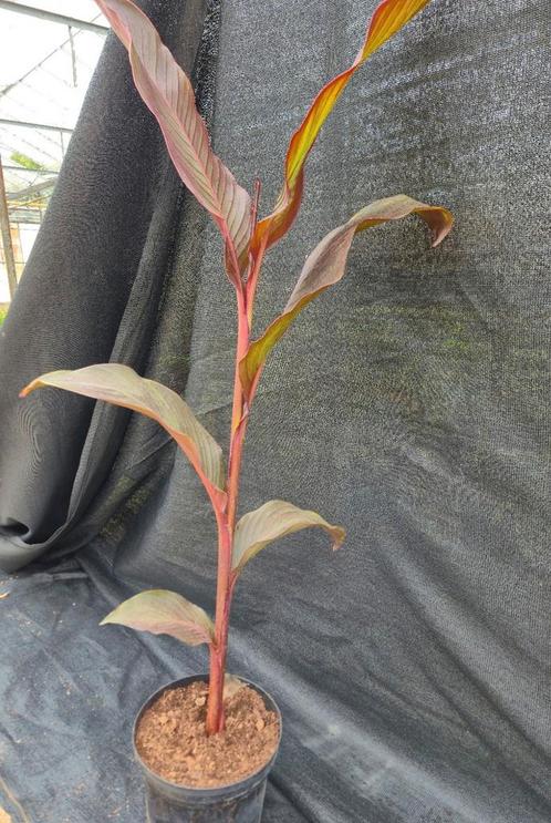 Canna ca 130 cm, Tuin en Terras, Planten | Bomen, Overige soorten, Volle zon, Zomer, Ophalen