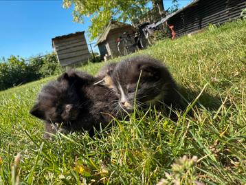 lieve sociale kittens aangeboden beschikbaar voor biedingen