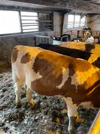 Pinken 9 maand oud Fleckvieh/HF/BB, Dieren en Toebehoren, Runderen, Vrouwelijk, 0 tot 2 jaar