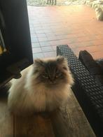 2 langharige katten nieuw thuis, Poes, Gechipt, 6 jaar of ouder