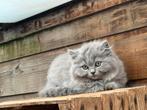 Brits langhaar kitten met stamboom mag verhuizen, Poes, Gechipt, 0 tot 2 jaar
