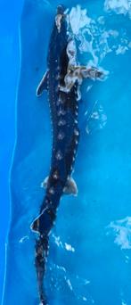 Stellatus steur 65 cm, Dieren en Toebehoren, Vissen | Vijvervissen, Steur