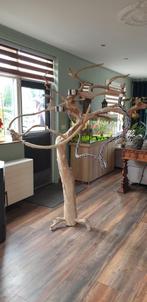 Javaboom groot, Ophalen, Gebruikt