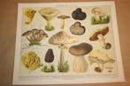 Antieke kleurenlitho - Eetbare paddestoelen - Circa 1885 !!, Ophalen of Verzenden