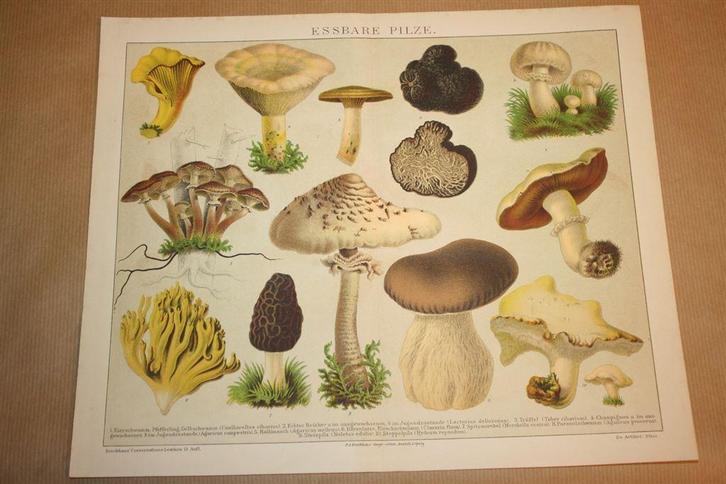 Antieke kleurenlitho - Eetbare paddestoelen - Circa 1885 !!, Antiek en Kunst, Kunst | Litho's en Zeefdrukken, Ophalen of Verzenden