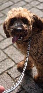 Te koop mooie Cookerpoo teef, Dieren en Toebehoren, Nederland, CDV (hondenziekte), Teef, Eén hond