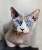 Devon Rex x Sphynx kater, Dieren en Toebehoren, Katten en Kittens | Raskatten | Korthaar, Kater