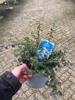 Ceanothus thyrsiflorus - Californische sering, Volle zon, Vaste plant, Lente, Ophalen