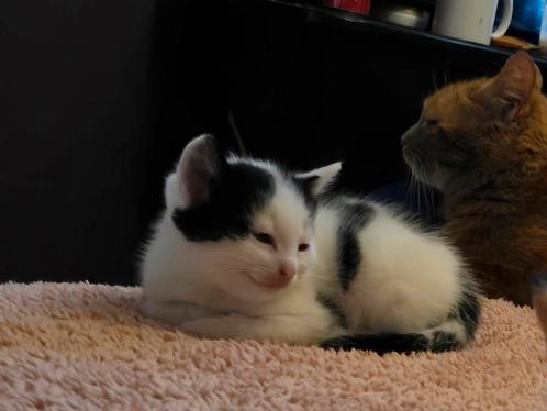 Kittens aangeboden (nog 1 zwart/witte en 2 schildpadjes), Dieren en Toebehoren, Katten en Kittens | Overige Katten, Meerdere dieren