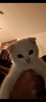 Britse korrhaar kittens, Dieren en Toebehoren, Meerdere dieren, Ontwormd