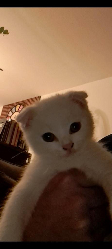 Britse korrhaar kittens, Dieren en Toebehoren, Katten en Kittens | Raskatten | Korthaar, Meerdere dieren, Ontwormd