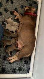 American bully micro/pocket puppy ‘s, Dieren en Toebehoren, Honden | Bulldogs, Pinschers en Molossers, Nederland, Overige rassen