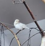 Witte gloster man, Dieren en Toebehoren, Vogels | Kanaries, Mannelijk