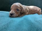 Australian Labradoodle pups, Dieren en Toebehoren, Honden | Retrievers, Spaniëls en Waterhonden, Overige rassen, 8 tot 15 weken