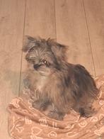 Blue merle pomrian x boomer, 15 weken tot 1 jaar, Reu, CDV (hondenziekte), Eén hond