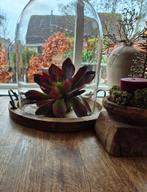 Glazen stolp met kunstplant, Huis en Inrichting, Woonaccessoires | Stolpen, Ophalen, Zo goed als nieuw