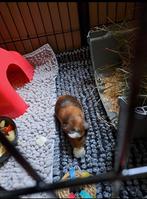 Leuke Amerikaans gekruinde cavia’s, Dieren en Toebehoren, Cavia, December, Vrouwelijk, Tam