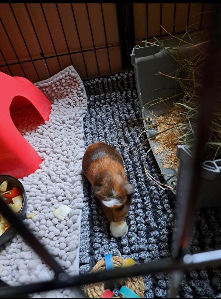 Leuke Amerikaans gekruinde cavia’s, Dieren en Toebehoren, Knaagdieren, Vrouwelijk, Cavia, December, Tam