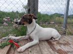 REUTJE DIESEL LIEVE PUP KLEINE MIDDELMAAT WIL GRAAG BAASJE, Dieren en Toebehoren, Honden | Niet-rashonden, Particulier, Rabiës (hondsdolheid)