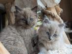 Ragdoll kittens, Meerdere dieren, Gechipt, 0 tot 2 jaar