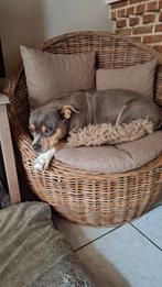 Tricolor bully puppy's, Dieren en Toebehoren, Honden | Bulldogs, Pinschers en Molossers, 8 tot 15 weken, Bulldog, Meerdere, Meerdere dieren