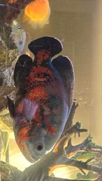 Oscar cichlide groot, Vis