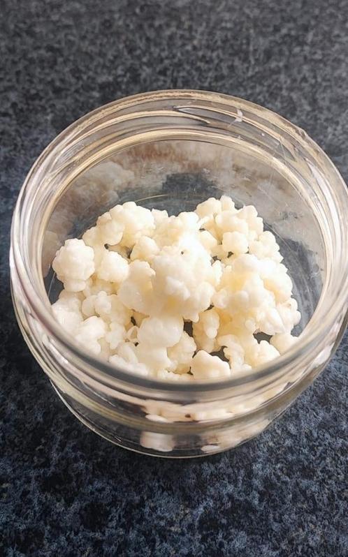 Biologische melkkefir melk kefir kephir kefer plant Nijmegen, Diversen, Levensmiddelen, Ophalen