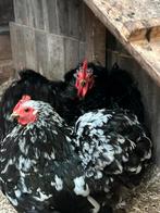 Cochin kriel 1plus3, Dieren en Toebehoren, Pluimvee, Meerdere dieren, Kip