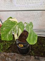 Monstera Deliciosa Albo Variegata kamerplant #10, Ophalen of Verzenden, Minder dan 100 cm, Overige soorten, Zomer