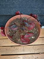 Begonia Rex stekje, Ophalen, Overige soorten, Halfschaduw, Minder dan 100 cm