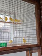 Waterslagers, Dieren en Toebehoren, Mannelijk, Kleurkanarie