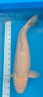 Chagoi 75 cm, Karper of Koi