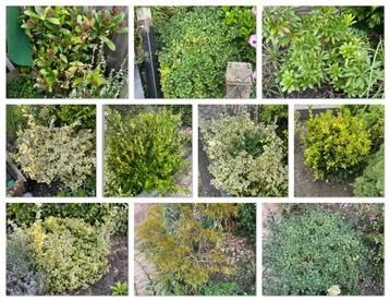 Diverse tuinplanten beschikbaar voor biedingen