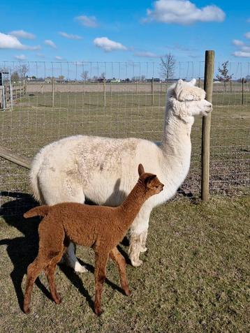 Alpacamerrie met hengstveulen beschikbaar voor biedingen