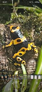 Gifkikkers dendrobates leucomelas  met drie gekko's